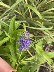 Veronica longifolia