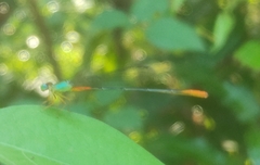 Ceriagrion cerinorubellum