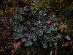 Peltigera