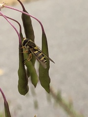 Syrphus opinator