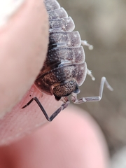 Porcellio