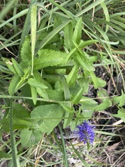 Veronica longifolia