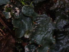 Peltigera