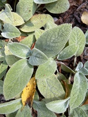 Stachys byzantina