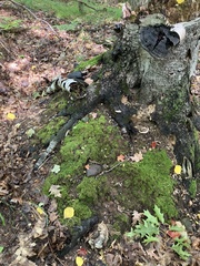 Ischnoderma resinosum