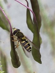 Syrphus opinator