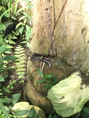 Plestiodon fasciatus