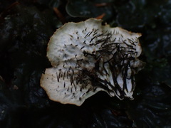 Peltigera