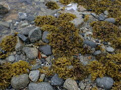 Fucus distichus