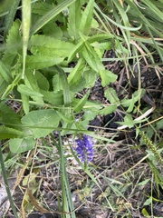Veronica longifolia