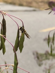 Syrphus opinator