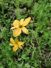 Echeandia flavescens