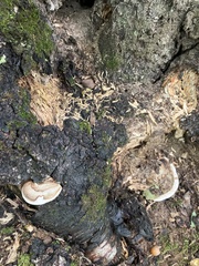 Ischnoderma resinosum