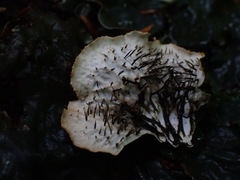Peltigera