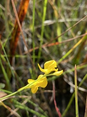 Utricularia juncea