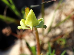 Disperis cucullata