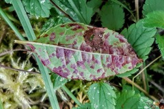 Pucciniastrum areolatum