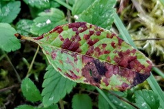 Pucciniastrum areolatum