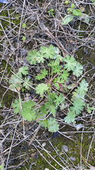 Geranium pusillum