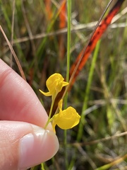 Utricularia juncea