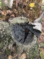 Ischnoderma resinosum