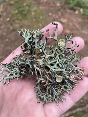 Hypogymnia imshaugii