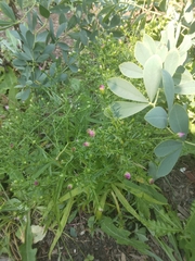 Centaurium pulchellum