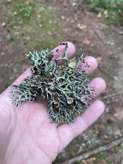 Hypogymnia imshaugii