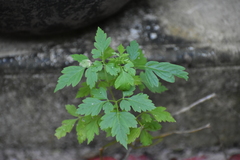 Cardiospermum halicacabum