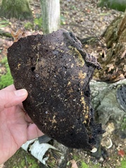 Ischnoderma resinosum