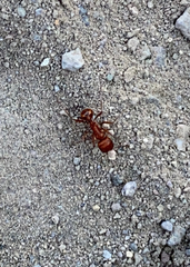 Pogonomyrmex californicus