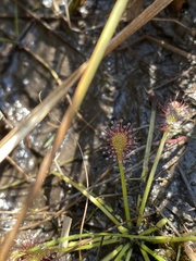 Drosera