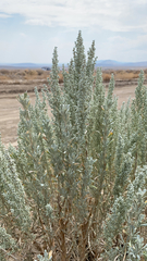 Artemisia tridentata