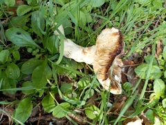 Russula cerolens