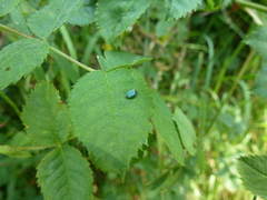 Phyllobius virideaeris