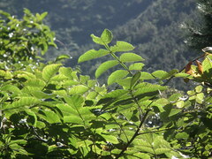 Rhus chinensis