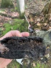 Ischnoderma resinosum