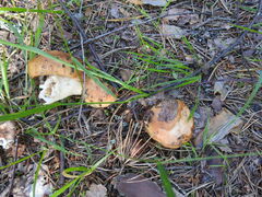 Russula foetens