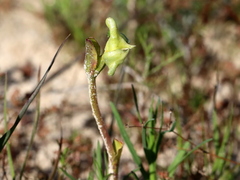 Disperis cucullata