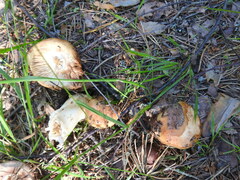 Russula foetens