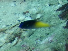 Chrysiptera rollandi