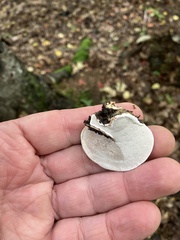 Ischnoderma resinosum