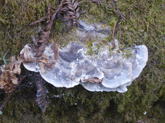 Trametes versicolor