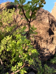 Bursera epinnata