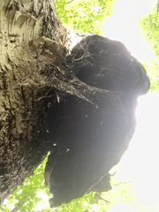 Ischnoderma resinosum