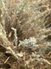 Artemisia frigida