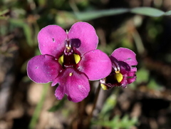 Diascia diffusa