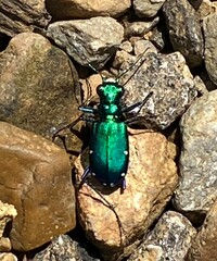 Cicindela sexguttata