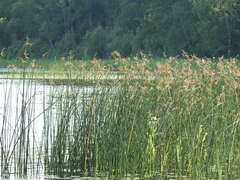 Schoenoplectus lacustris