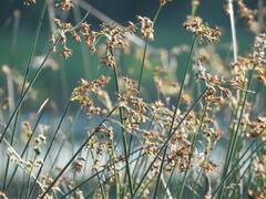 Schoenoplectus lacustris